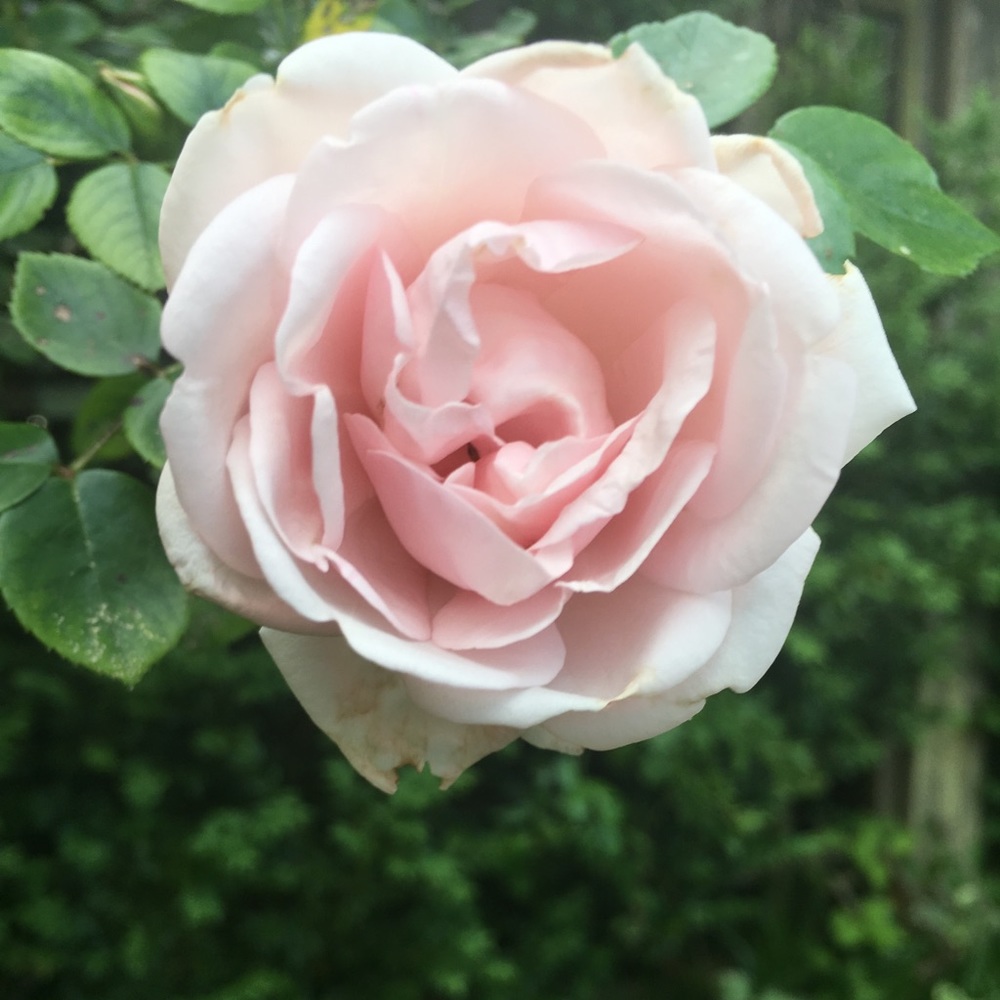Meet your Posher, Sonja